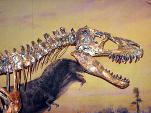 Albertasaurus, Royal Tyrrell Museum, Drumehller, Alberta