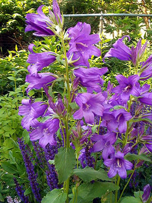 Campanula latifolia macrantha