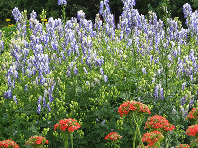 Aconitum camarum bicolor